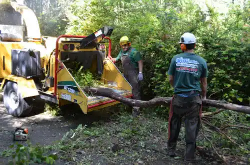 tree services Seymour